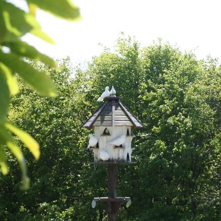Cosy Barn On Rural Smallholding With Alpacas, Goats & Pigs Stithians Exterior foto